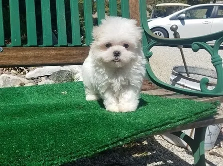 Iokm maltese pups for sale