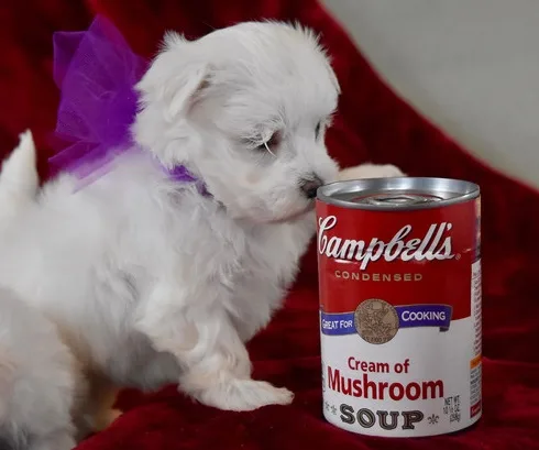 Kiomn maltese pups for sale