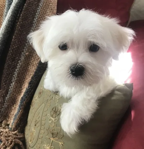 Jopm maltese pups for sale