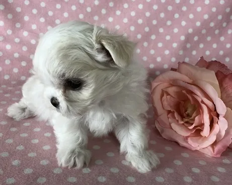 Nhuur maltese pups for sale