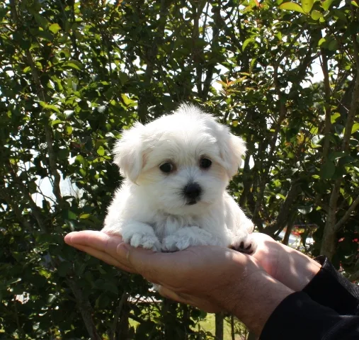 Stunning maltese puppy