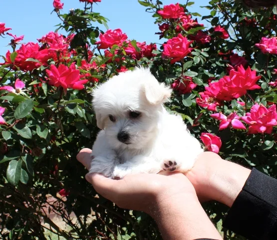 Stunning maltese puppy