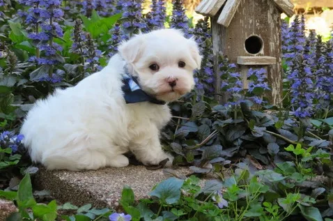 Umour maltese pups for sale