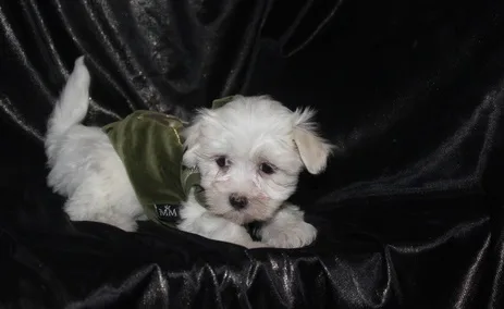 Kouur maltese pups for sale