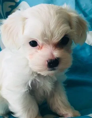 Ohyur maltese pups for sale