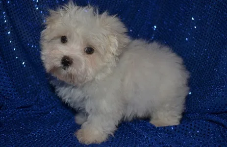 Beau maltese pups for sale