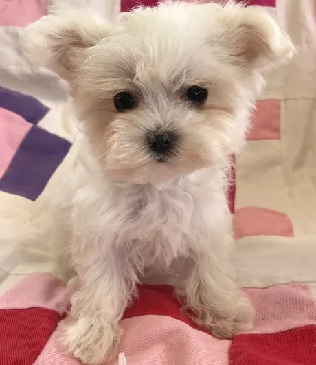 Rur maltese pups for sale