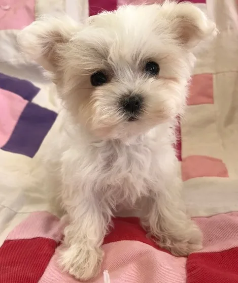 Pmour maltese pups for sale