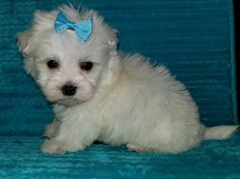 Hour maltese pups for sale