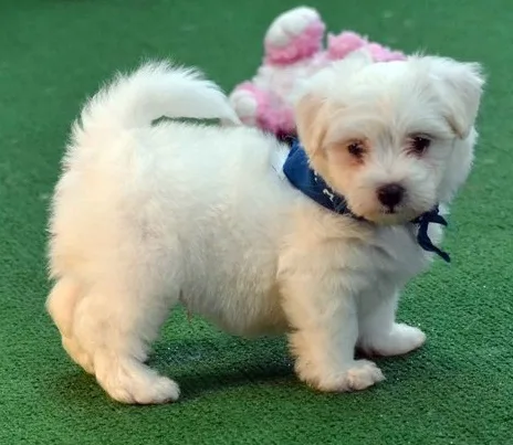 Ysdour maltese pups for sale