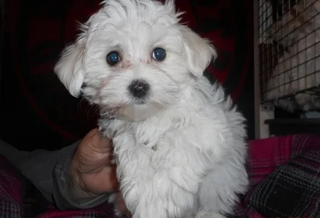 Bgfu maltese pups for sale