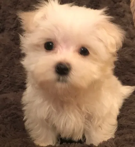 Snowball maltese pups for sale