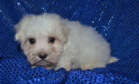 Tmour maltese pups for sale