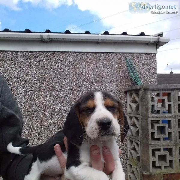  tri coloured beagle puppies