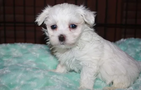 Ngur maltese pups for sale