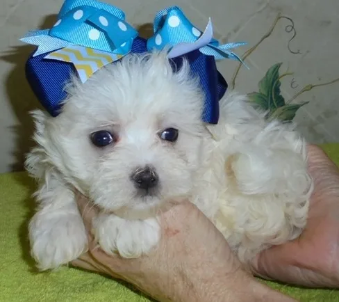 Ikop maltese pups for sale