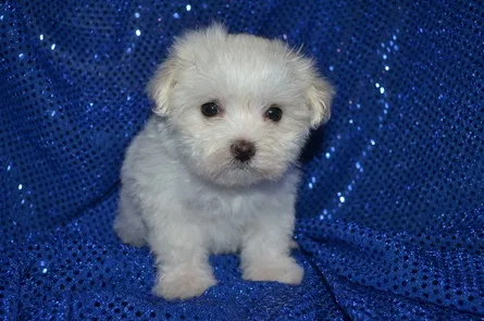 Yeur maltese pups for sale