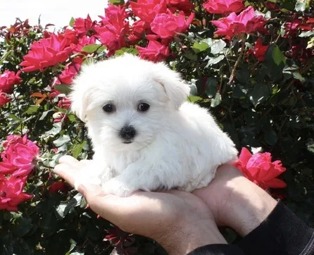 Louvn maltese pups for sale