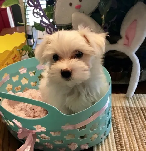 Opmn maltese pups for sale