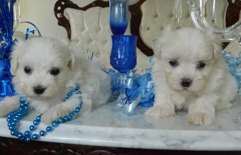 Jiur maltese pups for sale