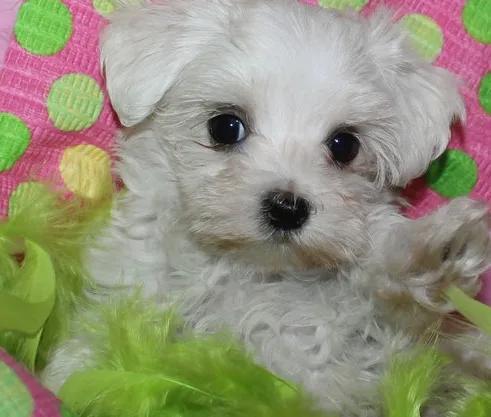 Fibc maltese pups for sale