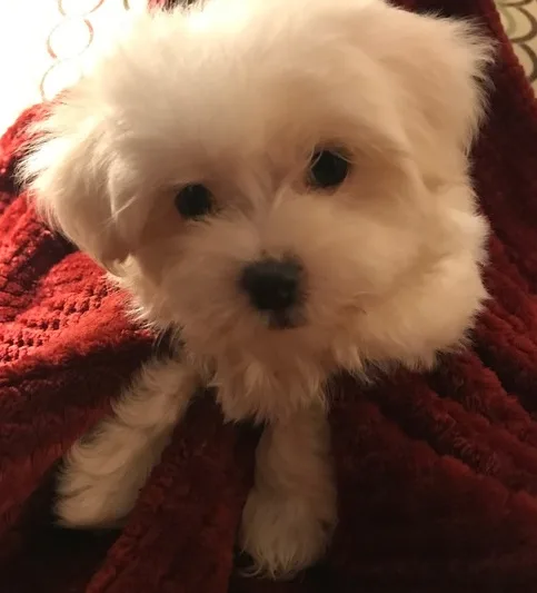 Qmour maltese pups for sale