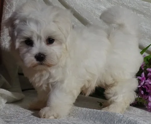Arnard maltese pups for sale