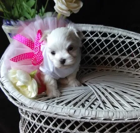 Smour maltese pups for sale