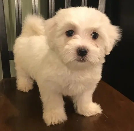 Gizmo maltese pups for sale
