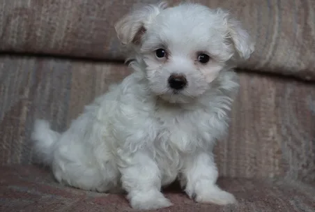 Rmour maltese pups for sale