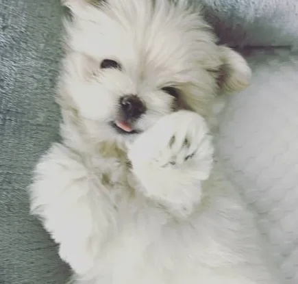 Yiour maltese pups for sale