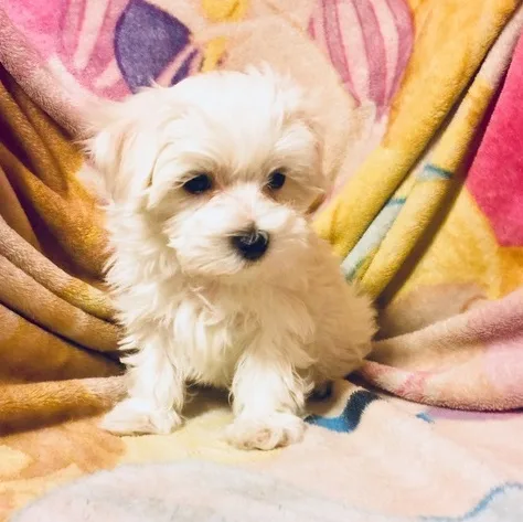 Lyre maltese pups for sale