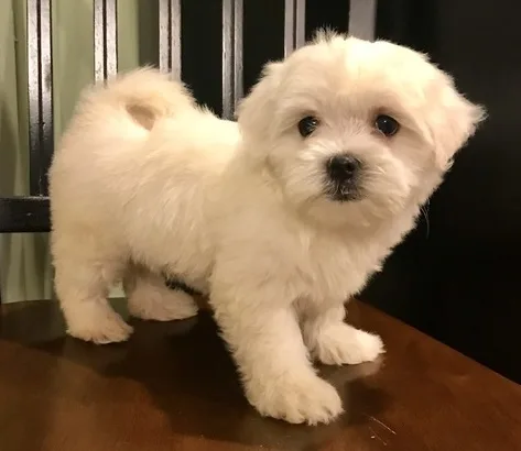 Jipmk maltese pups for sale