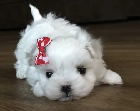 Wuur maltese pups for sale