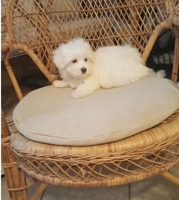 Juyn maltese pups for sale