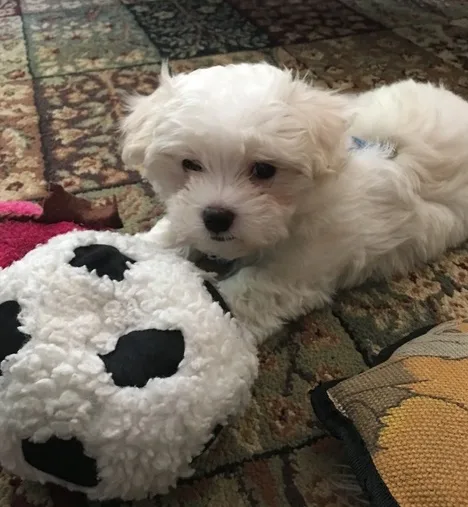 Bfgn maltese pups for sale