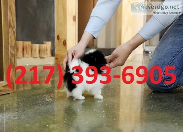 Sweet home raise pomeranian puppies