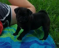 Amazing pug puppies ready
