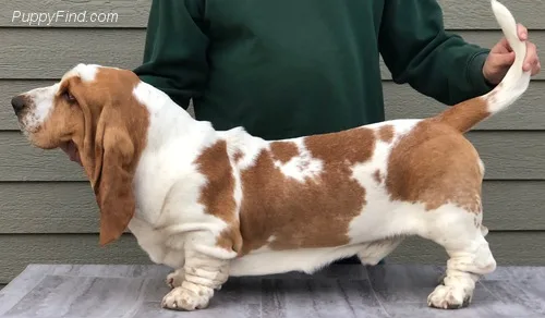 Basset hound pups ready now