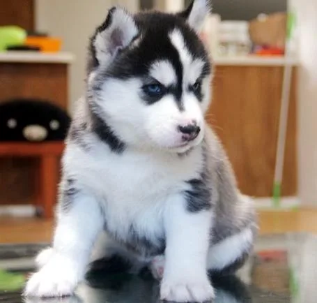 Two lovely siberian husky babies
