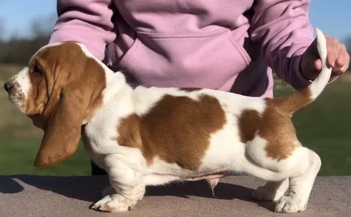 Basset hound pups ready now