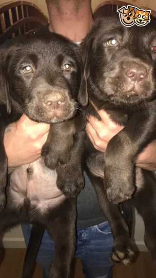 Labrador retriever puppies ready now