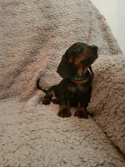 Two dachshund puppies available