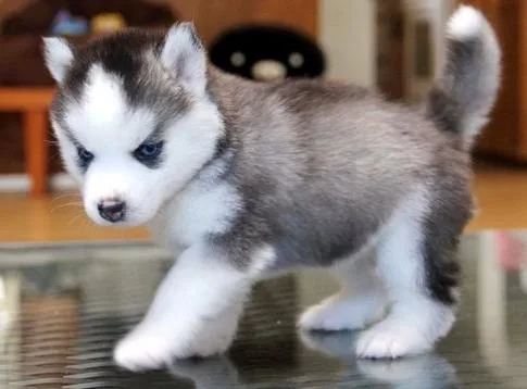 Two lovely siberian husky babies