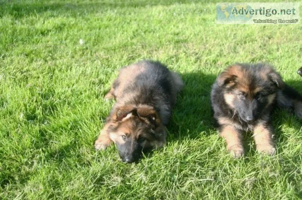 German shepherd puppies for re homing