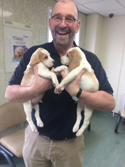 Lovely and stunning beagle puppies