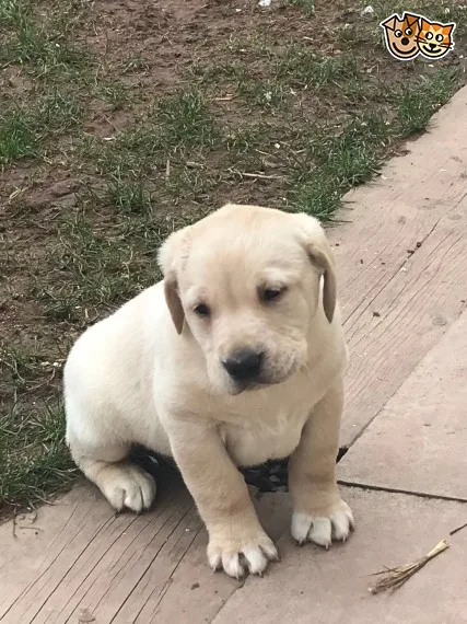 Beautiful black labrador ready now