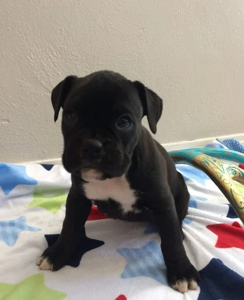 Boxer pups looking for forever home