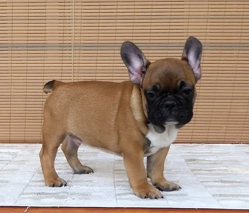 Lovely 12 week old french bulldog pups