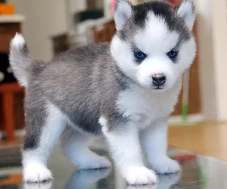 Two lovely siberian husky puppies ready